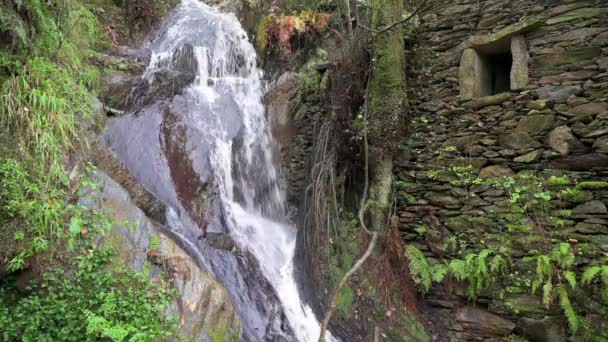 Cascada Bosque — Vídeos de Stock