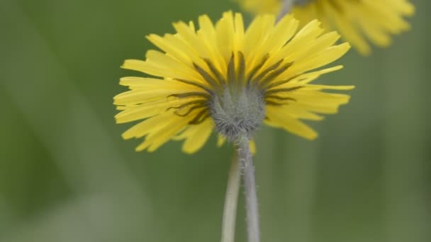 Mooie Gele Paardebloem Tuin — Stockvideo