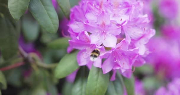 Бджола Запилює Красиві Яскраві Квіти Ростуть Саду Літній Сонячний День — стокове відео