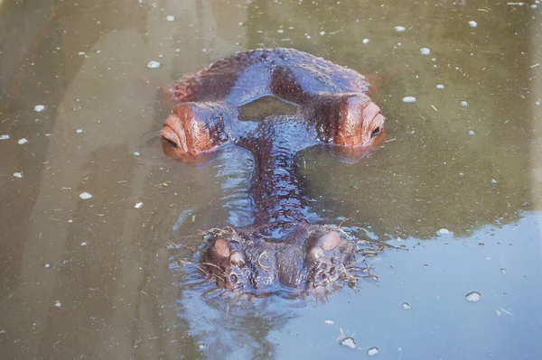 Hipopótamo Saliendo Del Agua — Foto de Stock