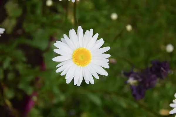 Top View White Aster Isolated Blurry Background — Stock Photo, Image