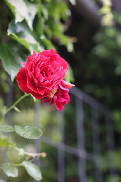 Primer Plano Girado Una Rosa Roja Jardín Enfoque Seleccionado — Foto de Stock