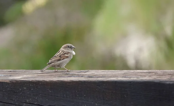 Nahaufnahme Eines Kleinen Haussperlings Der Auf Einer Hölzernen Oberfläche Läuft — Stockfoto