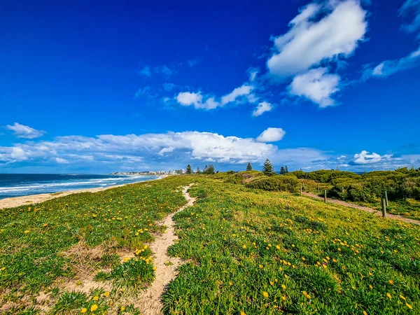 一条狭窄的小径穿过靠近海岸的盛开的蒲公英 — 图库照片