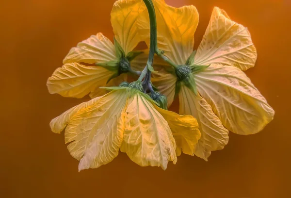 Primer Plano Flores Amarillas Aisladas Sobre Fondo Marrón — Foto de Stock