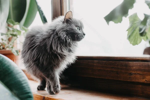 Nahaufnahme Einer Niedlichen Grauen Katze Auf Der Fensterbank — Stockfoto