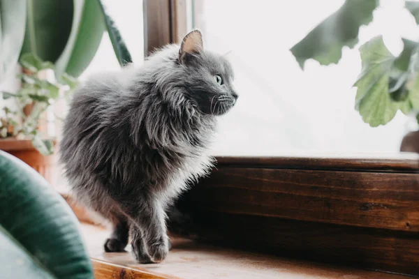 Gros Plan Joli Chat Gris Sur Rebord Fenêtre — Photo