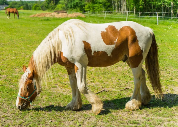 Cute White Brown Fluffy Pony Grazing Green Farm — Stock Photo, Image