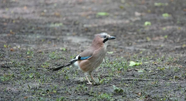 草や土の上に一人で立っている小さな茶色のジェイ鳥のイメージ — ストック写真