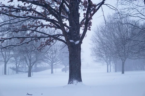 Disparo Parque Invierno Nevado —  Fotos de Stock