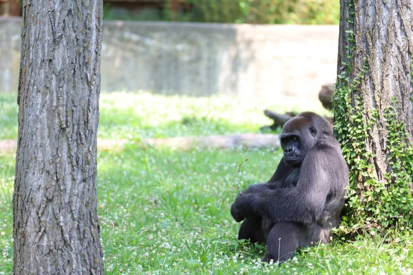 Eastern Gorilla Leaning Trunk Alone Kansas City Zoo Missouri Usa — Stock Photo, Image