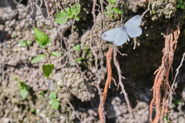 Nahaufnahme Eines Blauen Schmetterlings Auf Pflanzenwurzeln Trockener Erde Unter Sonnenlicht — Stockfoto