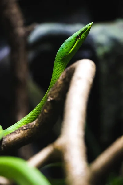 Uma Vista Perto Cobras Fundo Embaçado Zoológico — Fotografia de Stock