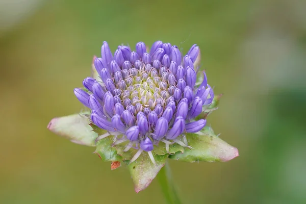 Een Closeup Shot Van Een Bloeiende Shepherds Scabiosa Bloem — Stockfoto