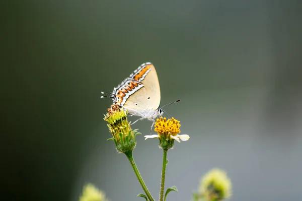 Enfoque Selectivo Una Pequeña Mariposa Encaramada Una Flor — Foto de Stock