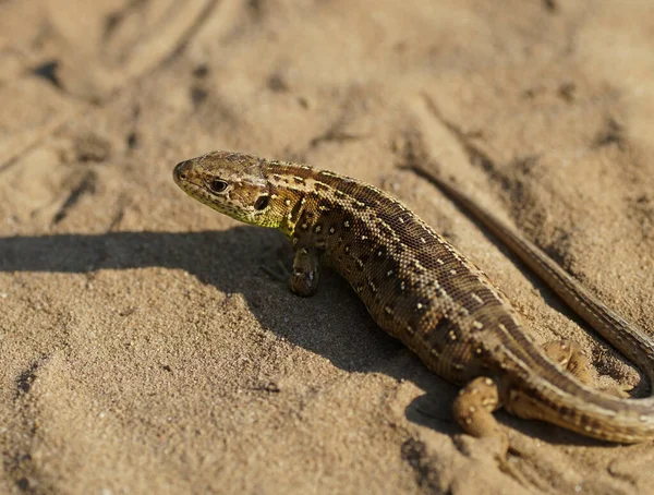Closeup Shot Nimble Lizard Isolated Dry Sand — Stock Photo, Image