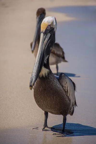 Pelicanos Marrons Praia Areia Dia Ensolarado — Fotografia de Stock