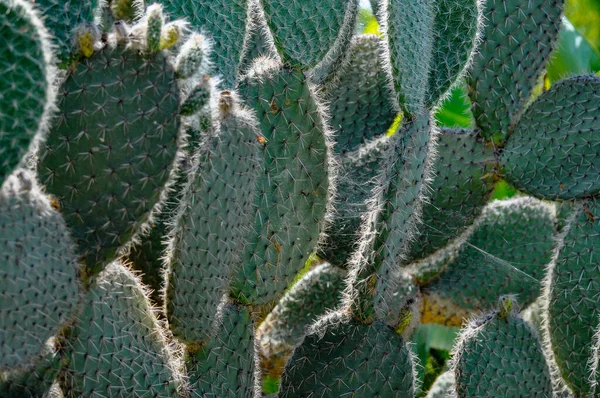 Közeli Kép Zöld Kaktusz Növények Nagy Ovális Levelek Trónok Nőnek — Stock Fotó