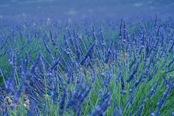 Beau Coup Champ Fleurs Bleues — Photo