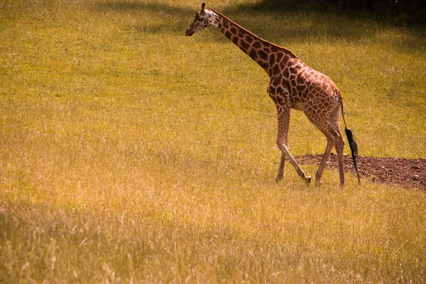 Girafe Marche Sur Savane Une Girafe Erre Dans Champ — Photo