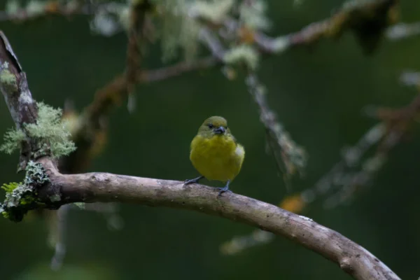 Une Mignonne Euphonie Bec Épais Perchée Sur Une Branche — Photo