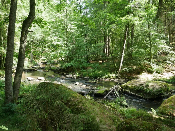 Uno Sparo Fiume Una Foresta Verde — Foto Stock