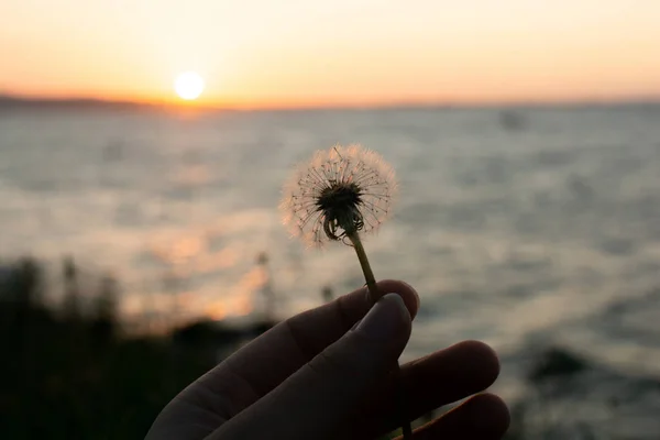 白い夕日を背景に花びらを持った手のクローズアップショット — ストック写真