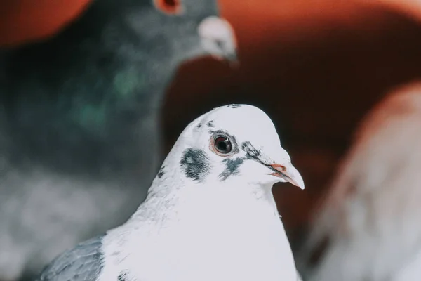 Closeup Beautiful White Dove — Stock Photo, Image