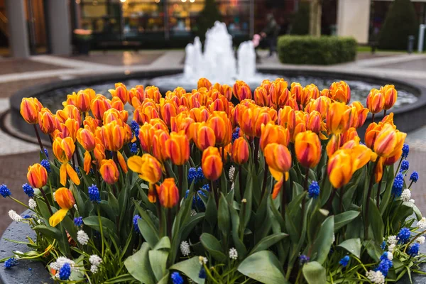 Vacker Utsikt Över Blommor Med Lila Och Orange Kronblad Som — Stockfoto