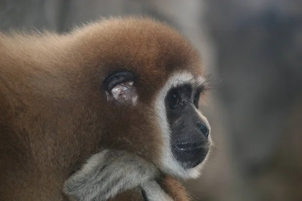 Een Bruine Gibbon Een Dierentuin — Stockfoto