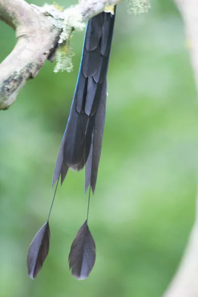 Ein Vertikaler Schuss Eines Motmot Vogelschwanzes — Stockfoto