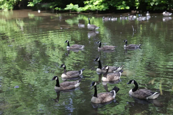 Ein Schwarm Gänse Schwimmt Einem See Einem Park — Stockfoto