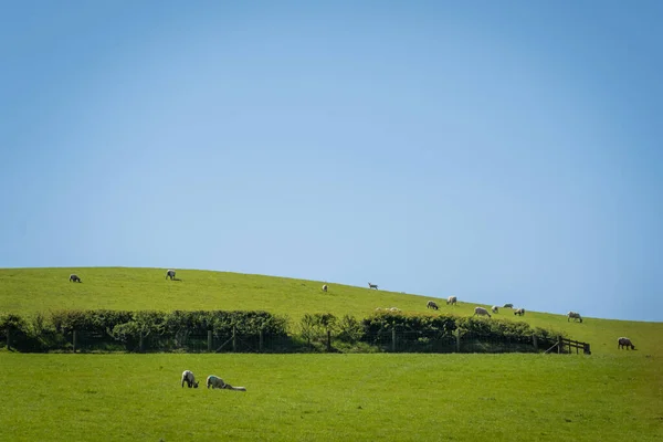 Зеленое Поле Животными Пасущимися Голубым Небом Сельской Местности Уэльса Недалеко — стоковое фото