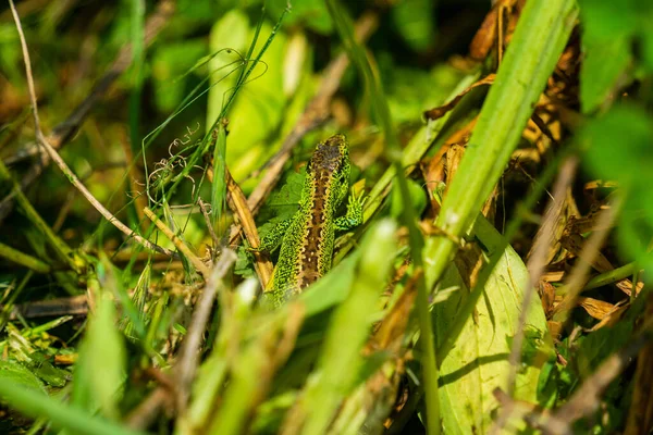 Una Imagen Primer Plano Lagarto Arena Verde Escondido Bajo Los —  Fotos de Stock