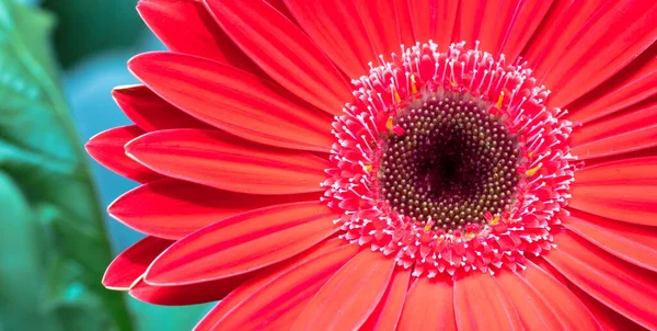 Closeup Shot Red Gerbera Flower — Stock Photo, Image