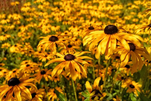 Primer Plano Hermoso Campo Vibrante Lleno Susans Ojos Negros Color — Foto de Stock