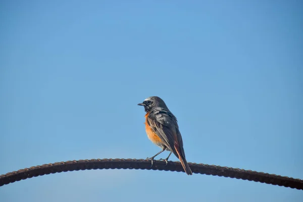 Closeup Shot Black Redstart Bird Perched Wire Blue Sky Background — Stock Photo, Image