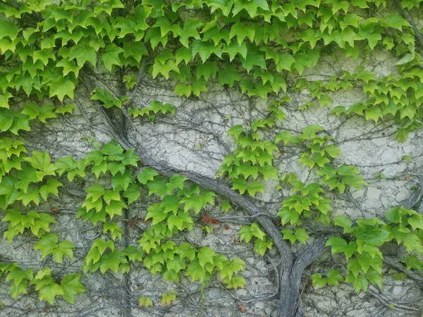 Closeup Shot Weeds Roots Growing Wall — Stock Photo, Image