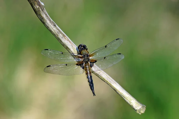 Gros Plan Une Libellula Depressa Sur Une Pousse — Photo