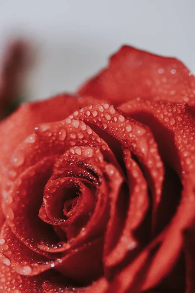 Primer Plano Vertical Una Rosa Roja Cubierta Gotas Rocío —  Fotos de Stock