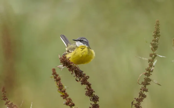 Gros Plan Une Wagtail Jaune Ouest Perchée Sur Une Plante — Photo