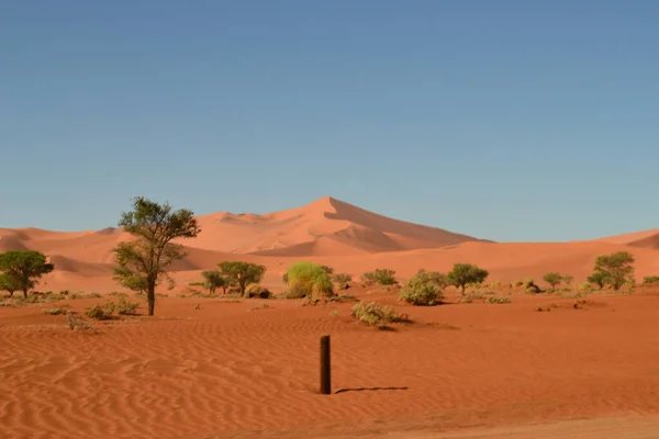 Een Landschap Met Bomen Gouden Woestijn Onder Een Heldere Blauwe — Stockfoto