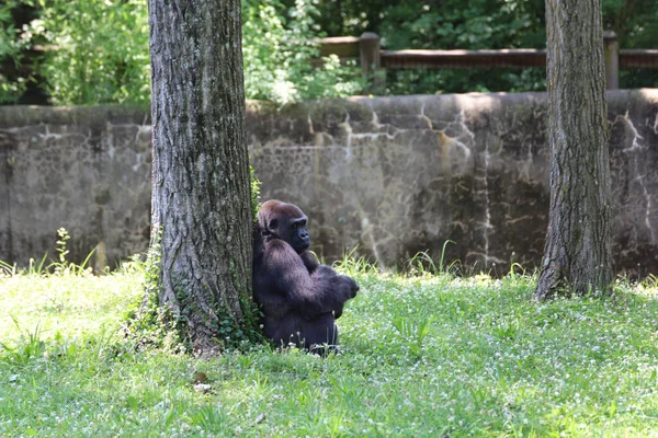Gorila Oriental Apoyado Baúl Solo Zoológico Kansas City Missouri —  Fotos de Stock