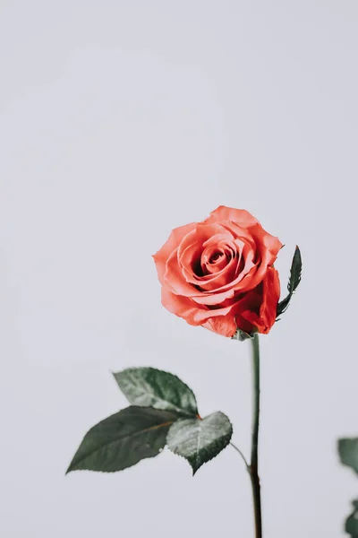 一张漂亮玫瑰的特写照片 — 图库照片