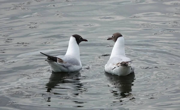 Image Two White Black Headed Gulls Swimming River Looking Each — Stock Photo, Image