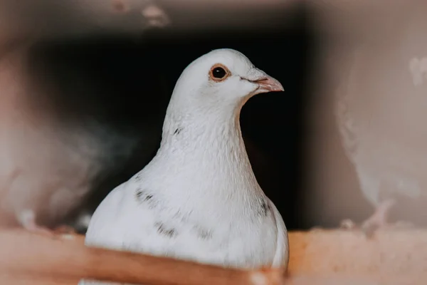 Eine Nahaufnahme Einer Schönen Weißen Taube — Stockfoto
