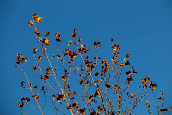 Tiro Ângulo Baixo Uma Árvore Com Folhas Secas Fundo Azul — Fotografia de Stock