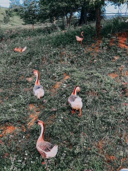 Tiro Vertical Ganso Grama Fazenda — Fotografia de Stock