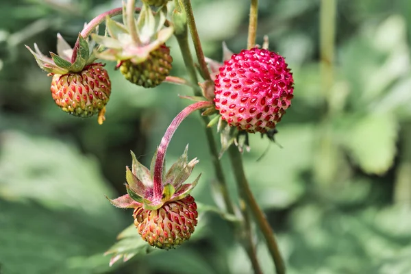 Een Selectieve Focus Shot Van Aardbeien Een Struik Een Groene — Stockfoto