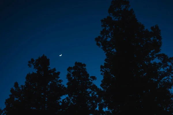 Low Angle Shot Tree Silhouettes Dark Sky Waxing Crescent Moon — Stock Photo, Image